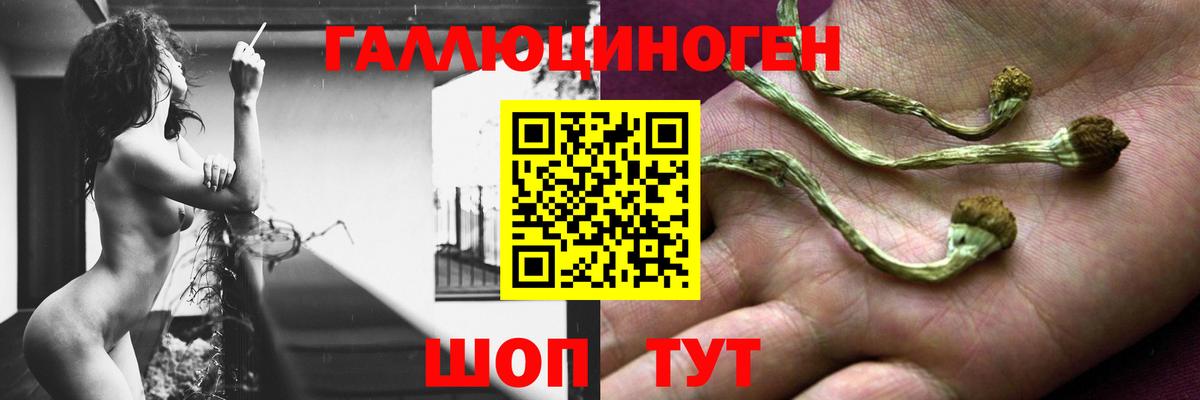Псилоцибиновые грибы Psilocybine cubensis  Псилоцибиновые грибы мицелий  наркошоп  Новозыбков  Вход с VPN 